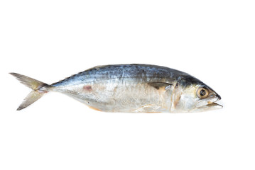 Salted mackerel