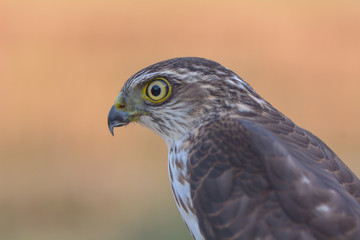Head shot of Falcon