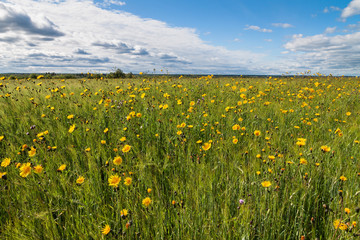 field of flowers