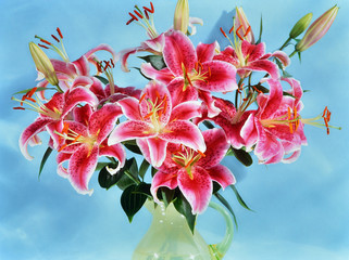 Fototapeta na wymiar Pink tiger lily flowers on blue background.