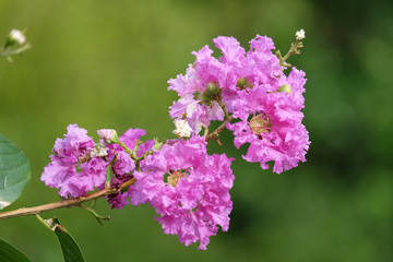 Lagerstroemia purple flower 