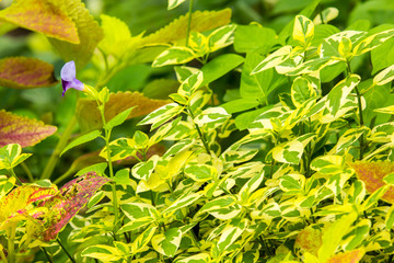 Beautiful colorful green leaf plant in the garden.