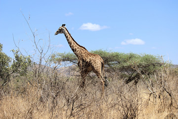 Giraffe