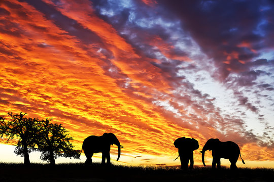 Animales Salvajes En Africa