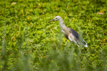 Javan Pond Heron