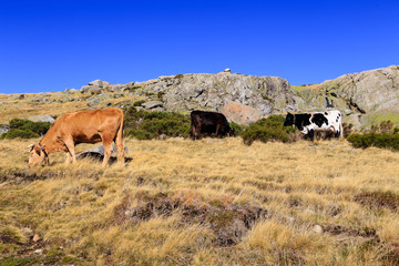Paisaje de otoño en la montaña de Gredos en Madrid