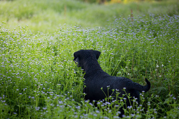 labrador walking in the park