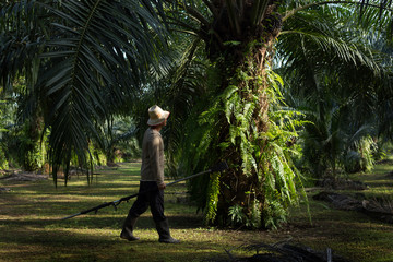 Farmers walk in the palm plantation