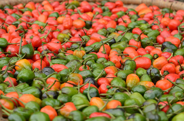 Cayenne pepper. Chili  peppers in Nepal