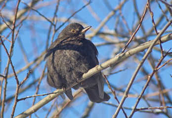 Blackbird (turdus merula) on a branch.
