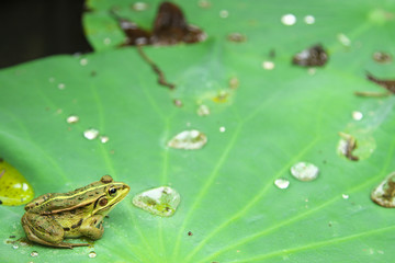 葉っぱの上のカエル