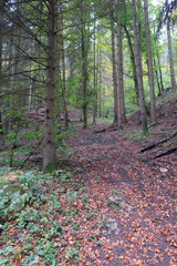 Mischwald