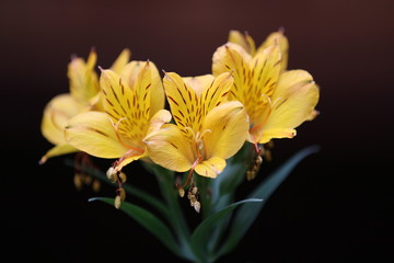 Yellow flowers in Spring