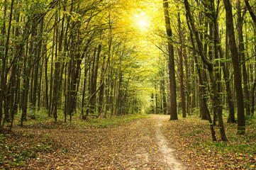 Forest with sunlight