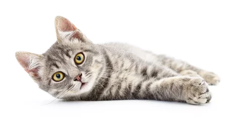 Photo sur Aluminium Chat Kitten on a white background