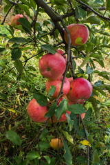 branch with apples and leaves disease scab
