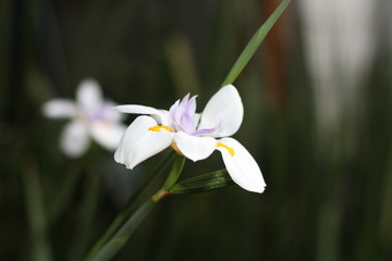 African Iris