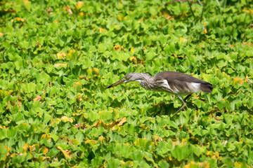 Javan Pond Heron