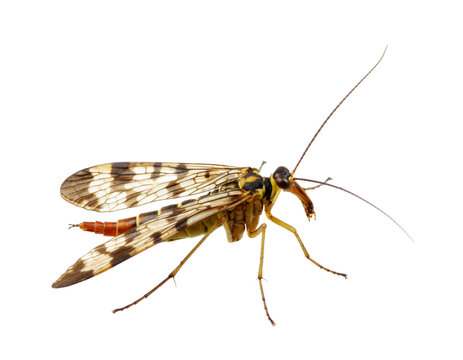 Mosquito