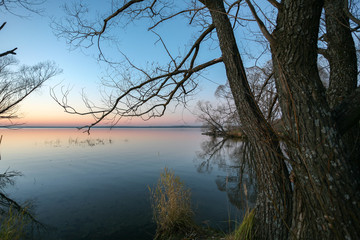 branches without leaves