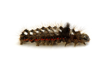  caterpillar