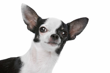 Black and White Chihuahua dog