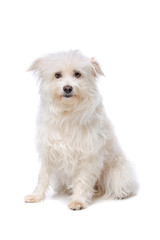 white Mixed breed dog