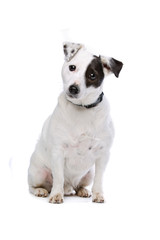 Fototapeta premium Jack Russel Terrier