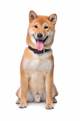 Shiba Inu dog