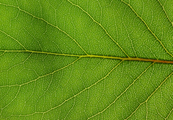  green leaf texture