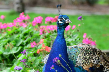 A proud male peacock poses for its portrait.