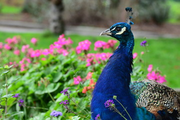 Obraz premium A proud male peacock poses for its portrait.