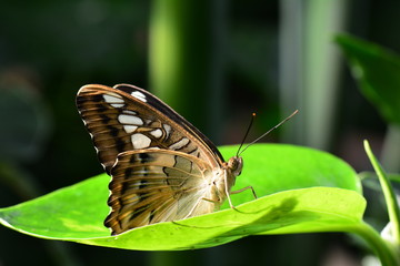 A Brown Clipper butterfly sits in a plant leaf in the gardens.