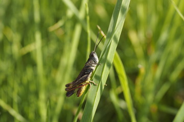 Grashüpfer