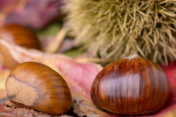 chestnut and curly chestnut on leaf