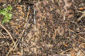 Ants colony
