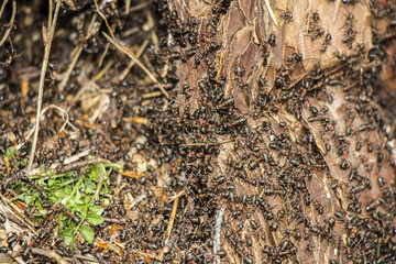 Ants colony