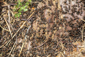 Ants colony