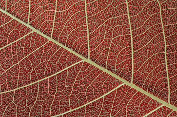 Fototapeta na wymiar Dry leaf texture on red background