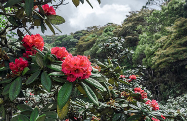 Beautiful Bright Red Flower at Jungle