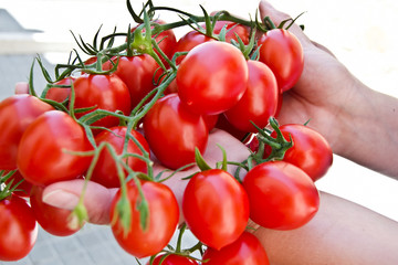 tomatos in hands