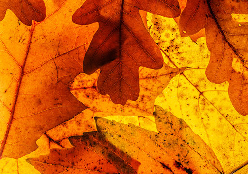 autumn leaves in the detail