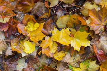  Mixture of wet autumn leaves on a rainy day