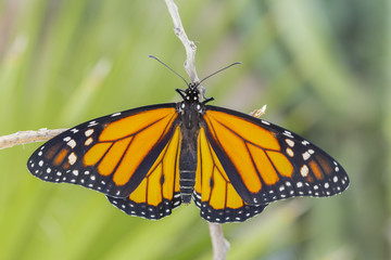 Closeup Monarch Butterfly