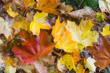  Mixture of wet autumn leaves on a rainy day