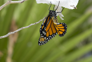 Butterfly Drying Wings