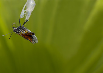 Newborn Monarch Butterfly