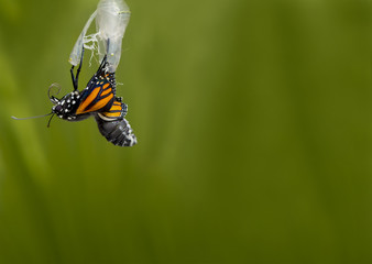 Monarch Butterfly Coming out of Pupa