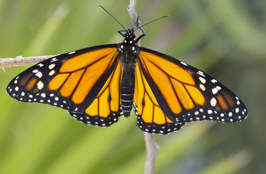Close up Monarch Butterfly