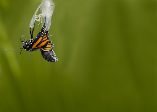 Monarch Butterfly Coming Out Of Pupa
